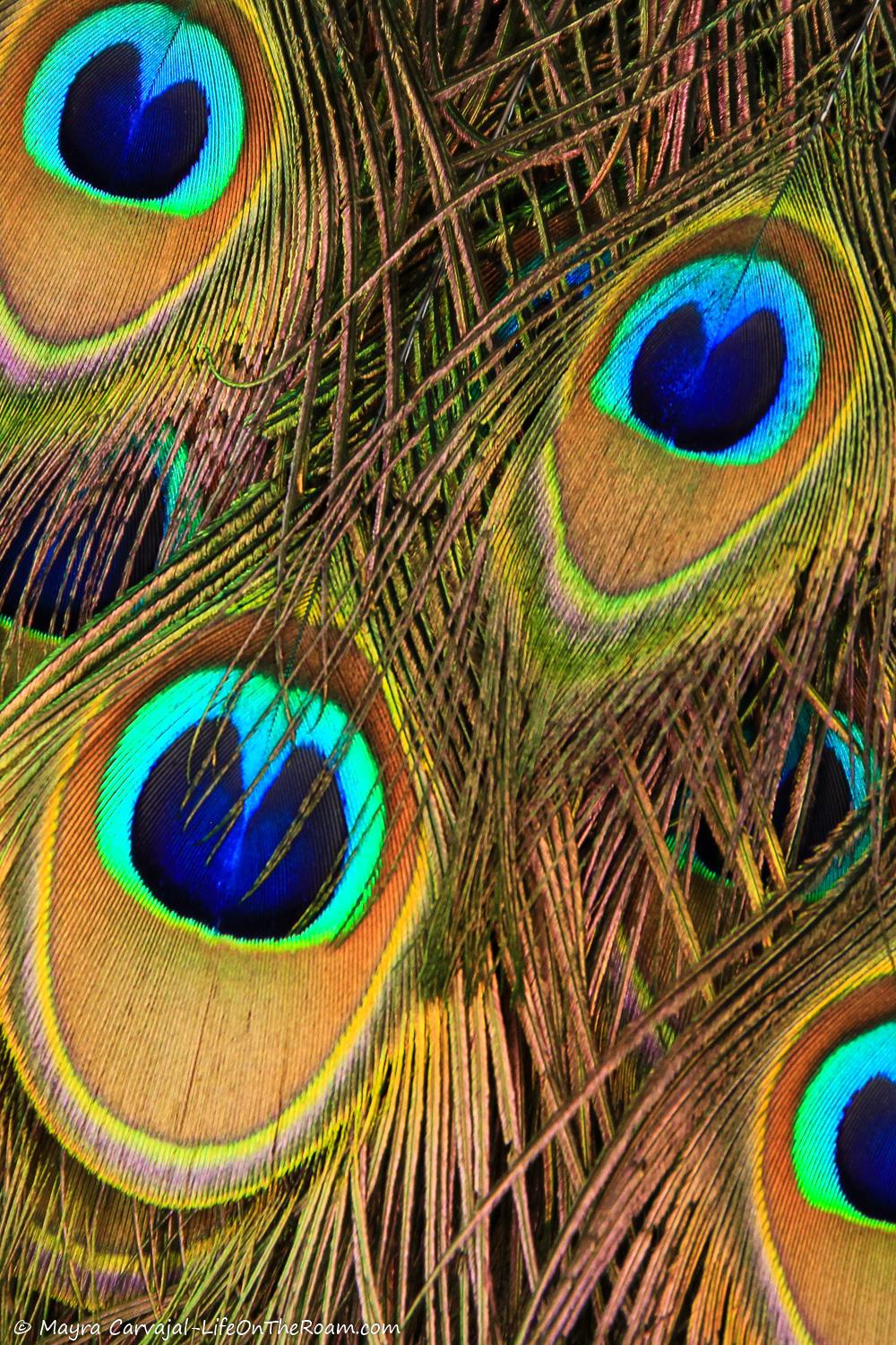 A peacock's tail
