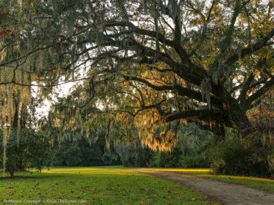 How Magnolia Plantation in Charleston, SC Became One of the Most ...