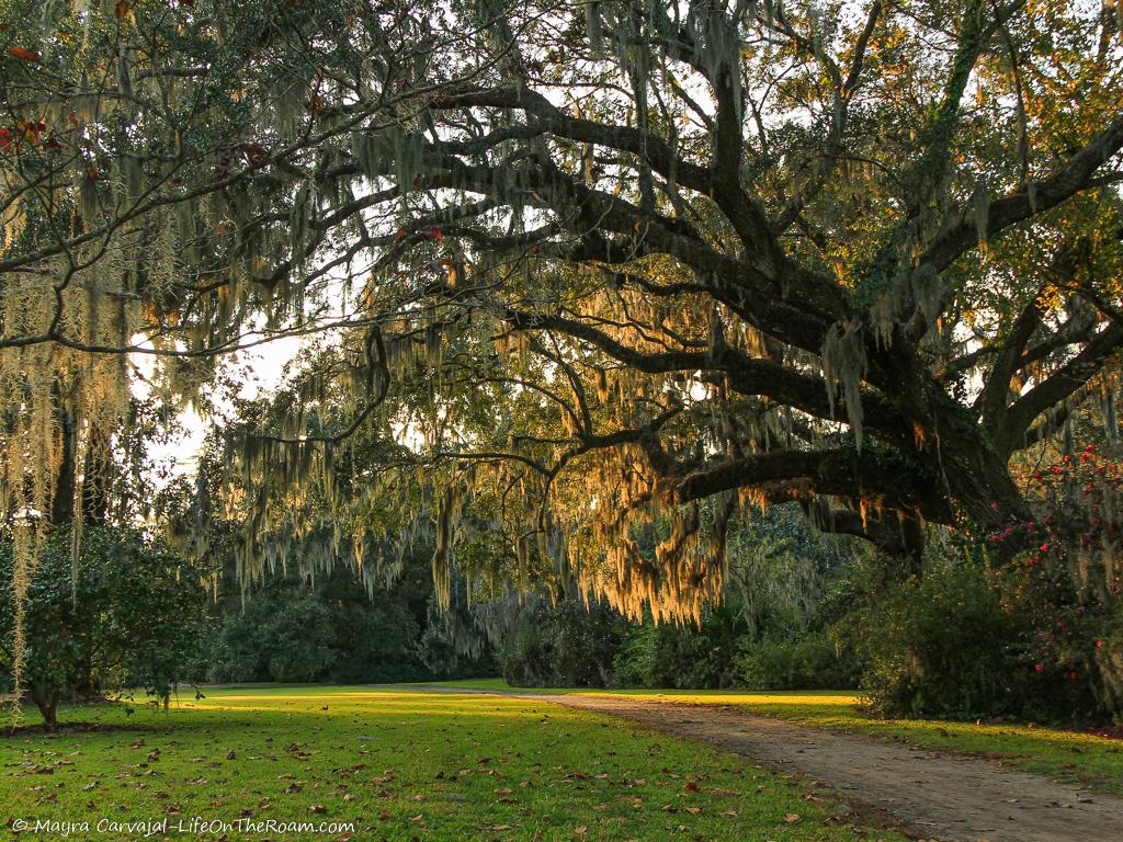 A live oak tree with Spanish Moss