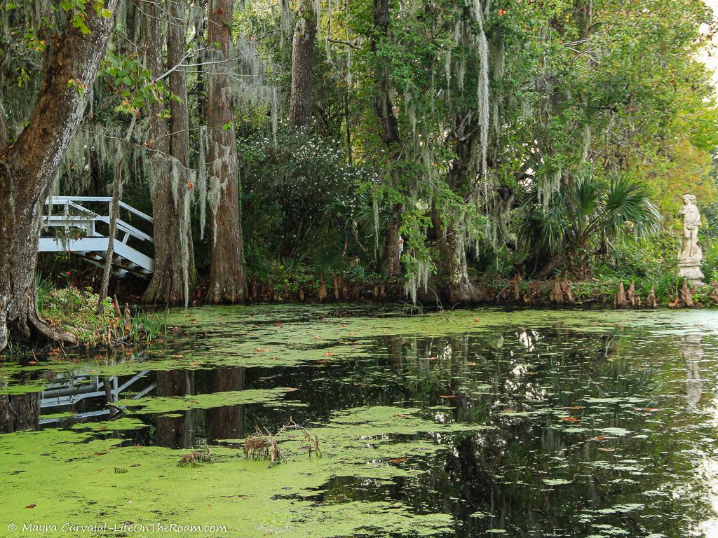 A bridge crossing a swamp