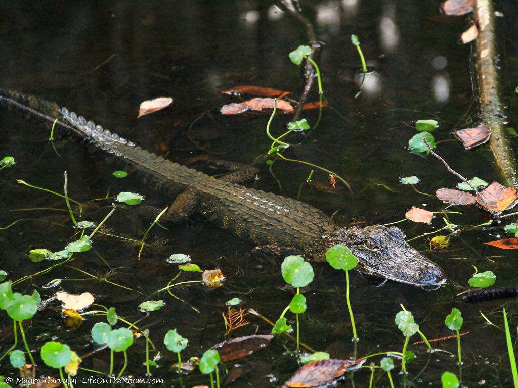 An alligator