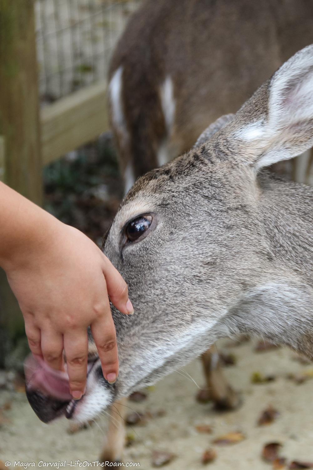 A deer licking someone's hand