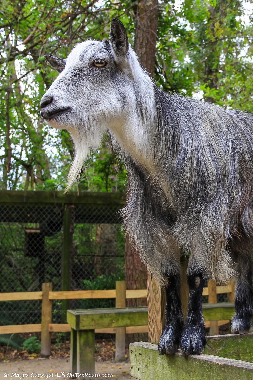 A goat standing on a fence