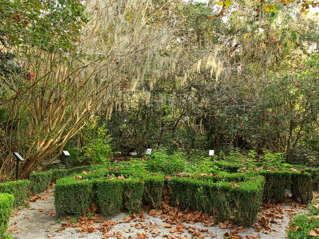 A garden with trimmed hedges