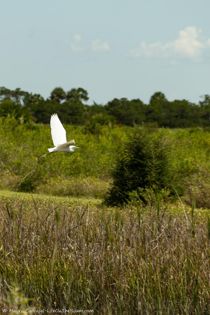 A white bird in flight