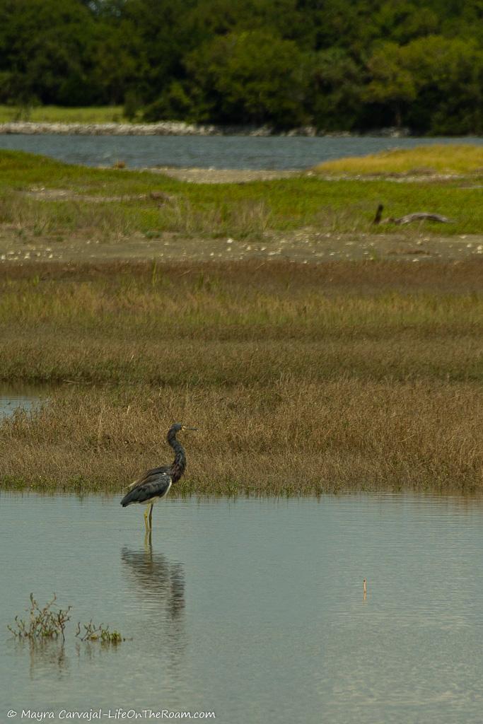 A wading bird