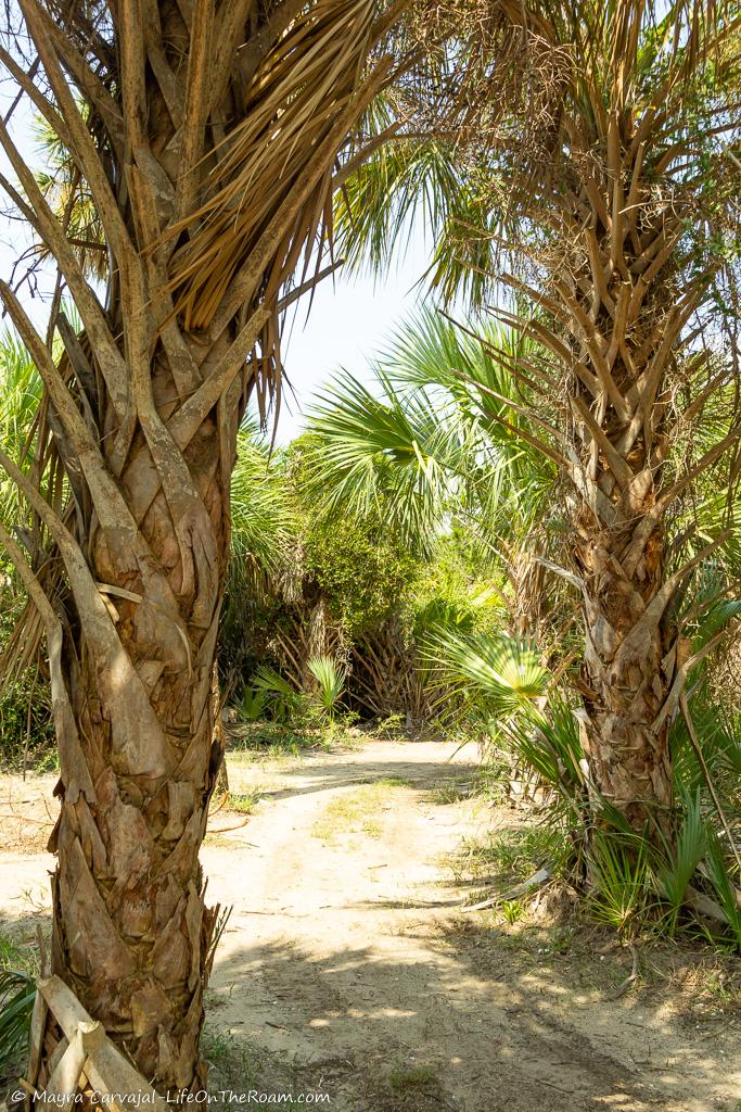 Two palm trees flanking a trail