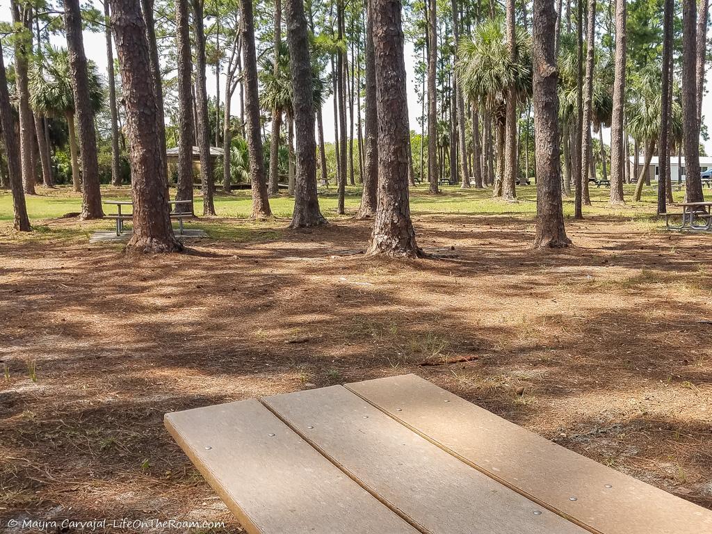 Picnic tables in the woods