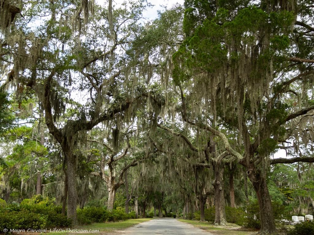 A street flanked by tall trees