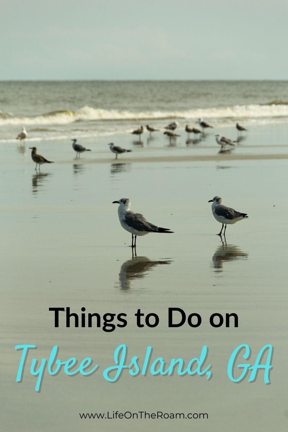 Birds standing on a sandy beach