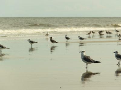 Birds standing on a beach