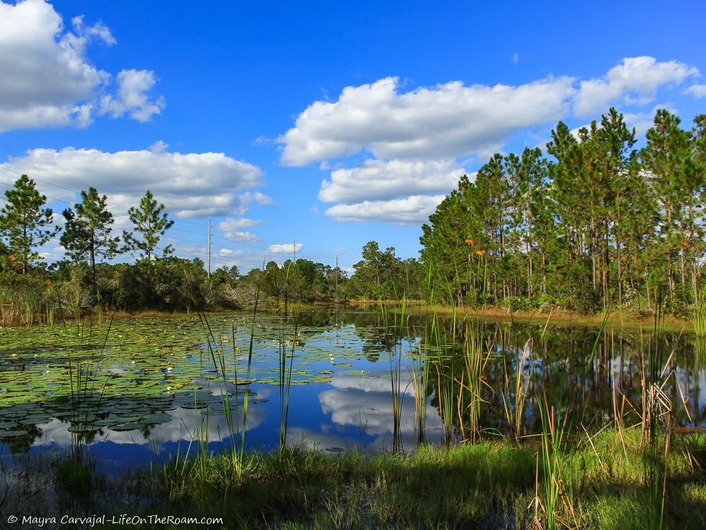 A pond with water lilies surrounded by large pine trees 