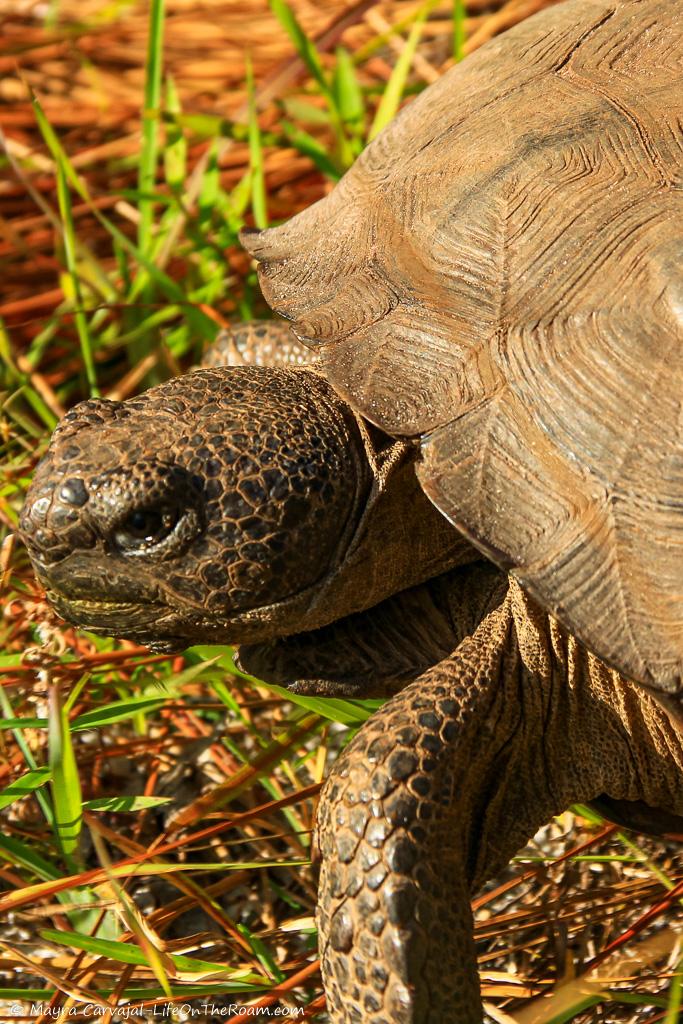 A gopher tortoise