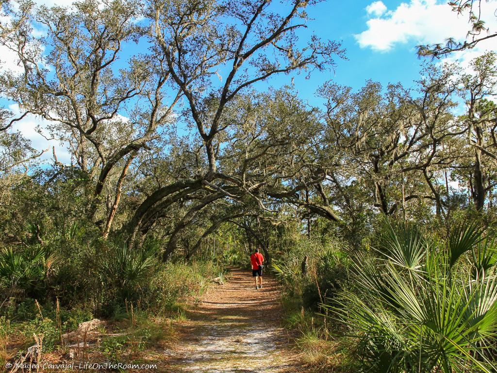 Canopy created by oak trees