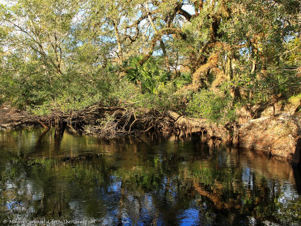 A river shore with oak trees