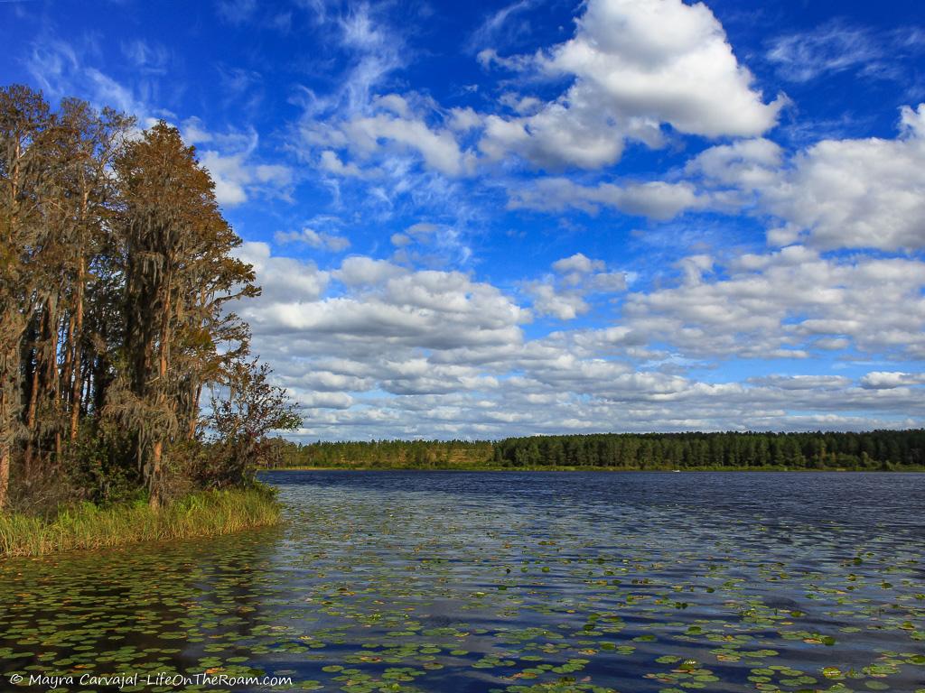 A big lake with water lilies surrounded by trees