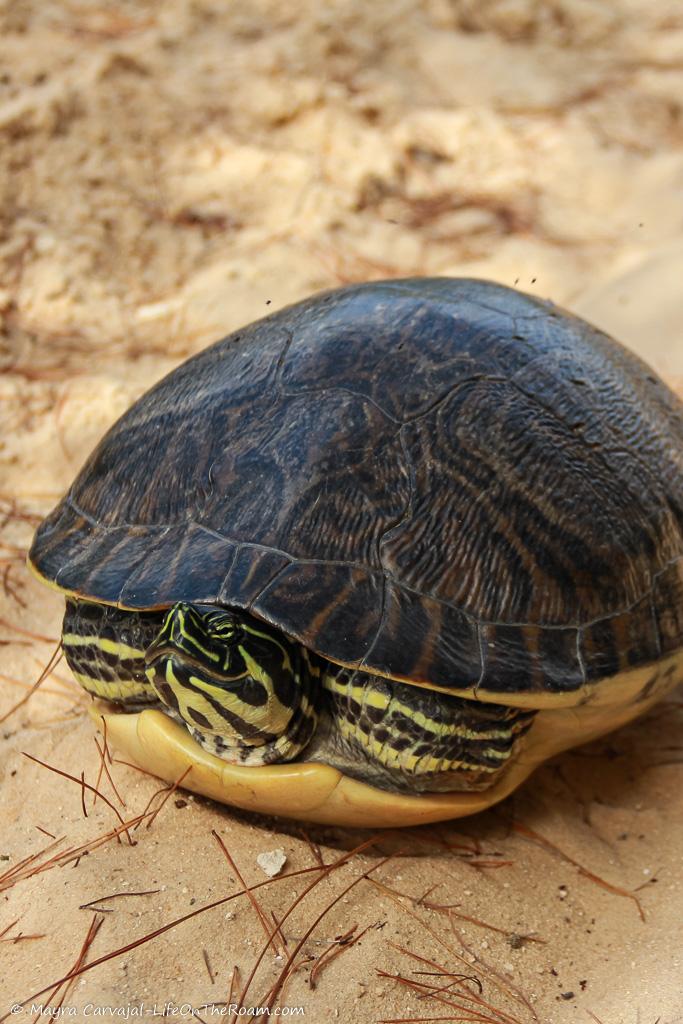 A turtle in the sand