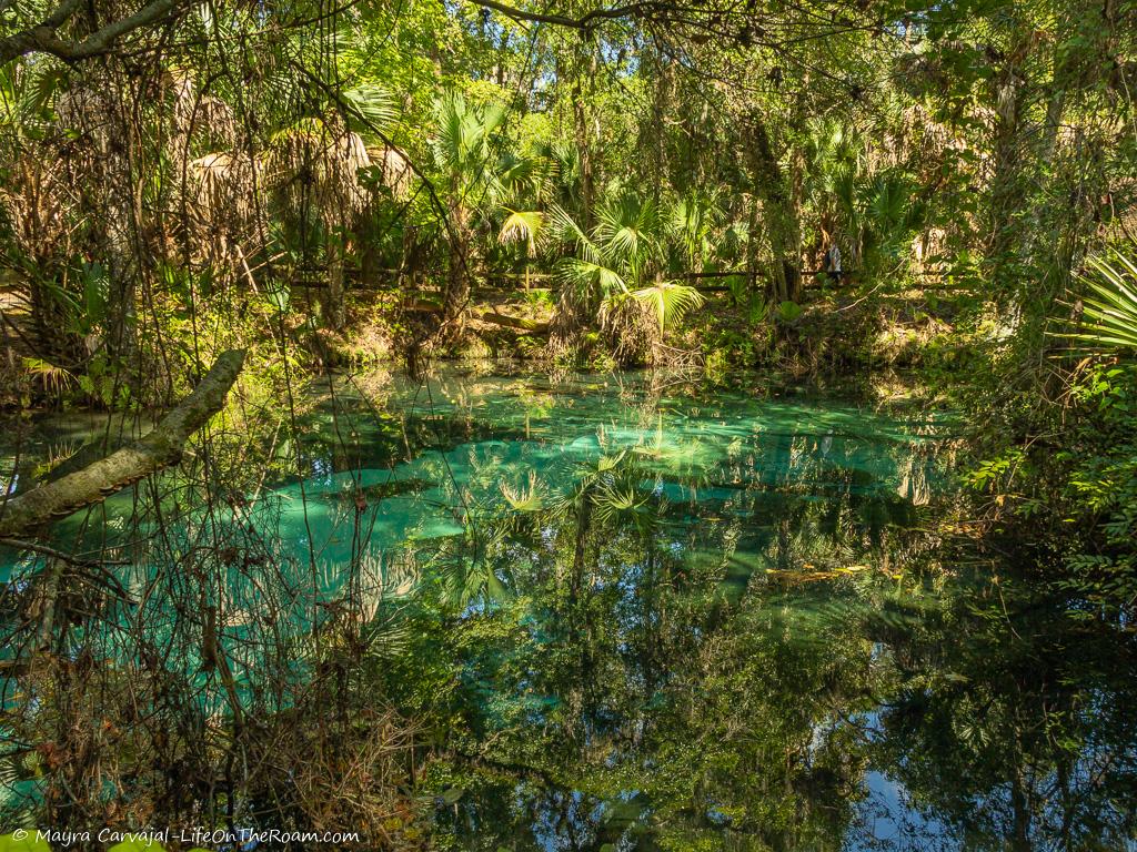 A spring with turquoise waters surrounded by thick tropical vegetation