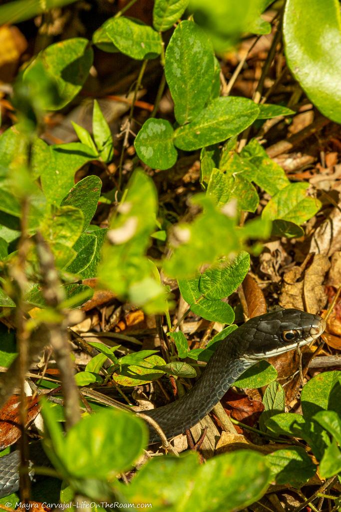 A small black snake among leaves