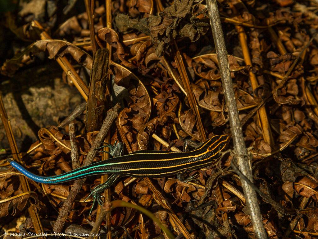 A colourful lizard on leaves