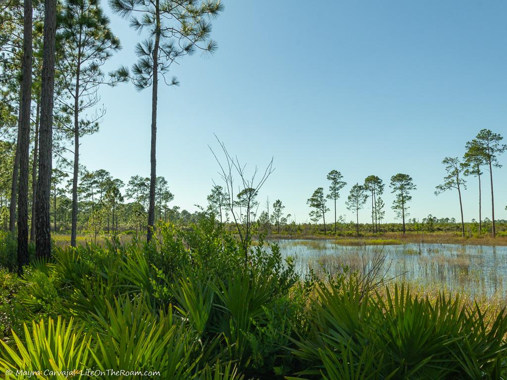 A pond surrounded by trees in a forest