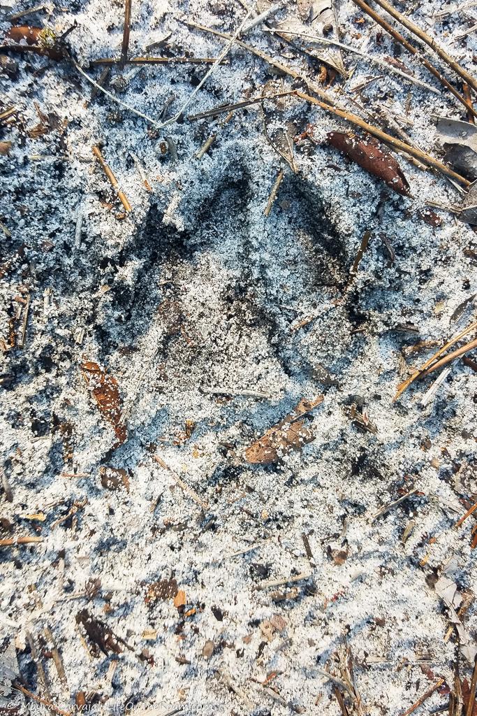 An animal print in the sand