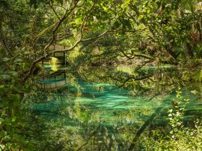 A turquoise pond with springs surrounded by dense vegetation