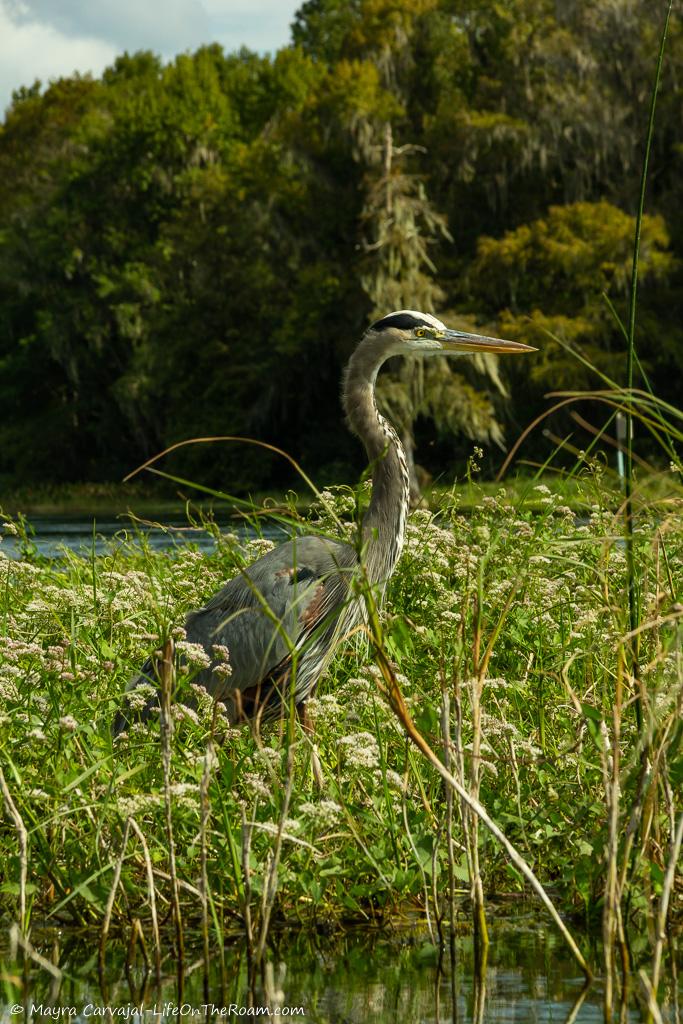 A big bird in a marsh