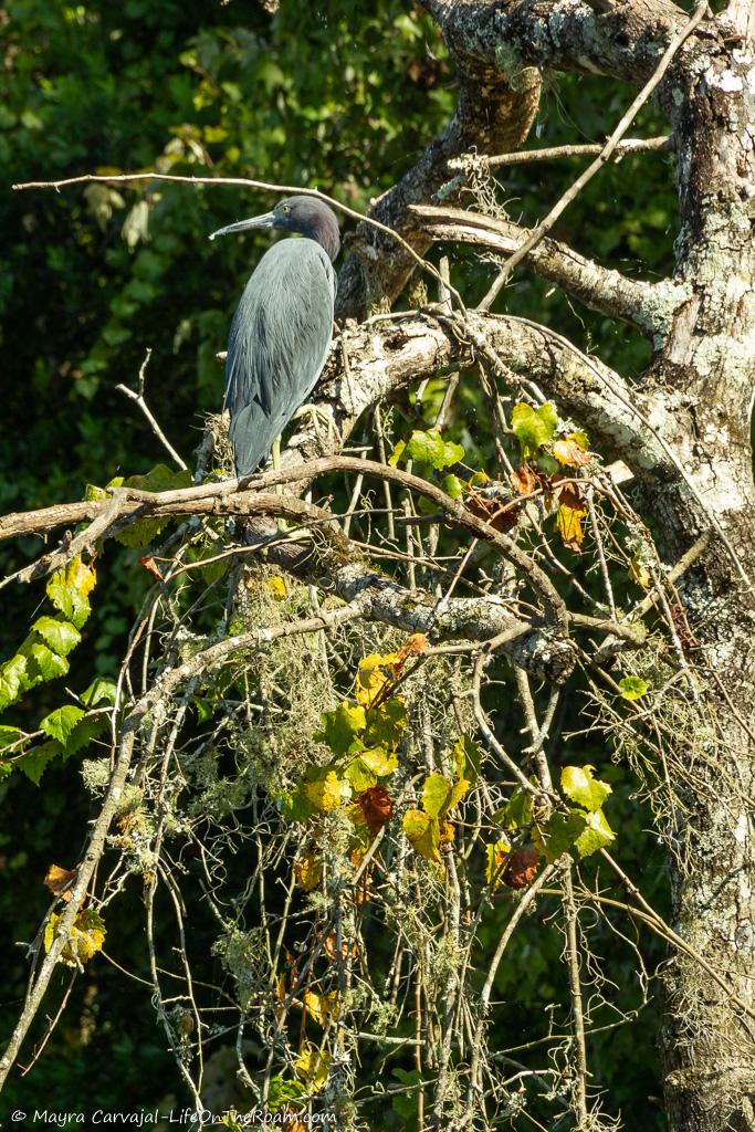 A grayish blue bird on a branch