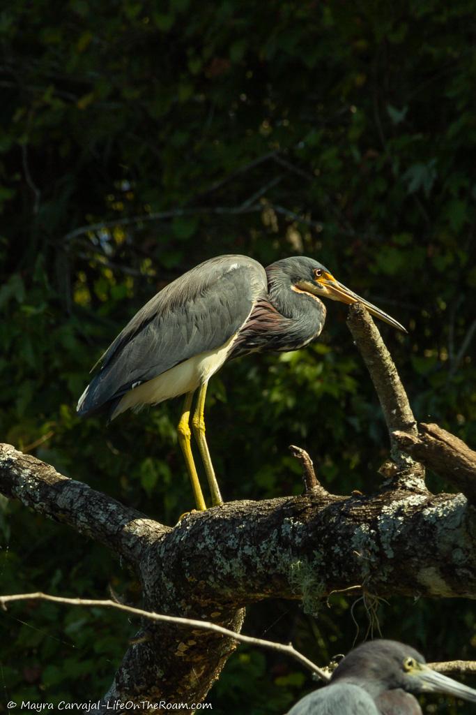 A big bird with long yellow bill on a thick branch