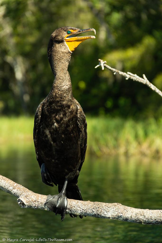 A big bird with yellow bill, standing on a tree.