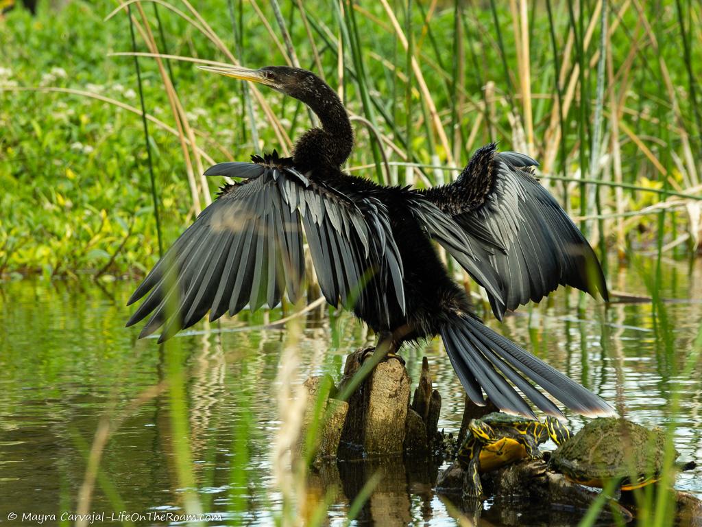 A big black bird with extended wings standing in a marsh