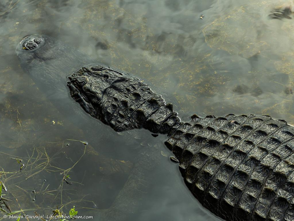 An alligator in a canal seen from above