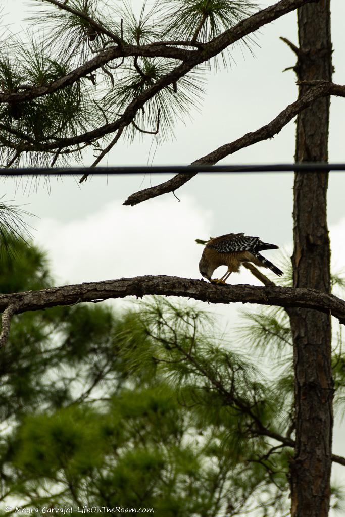 A bird of prey eating its catch on a tree