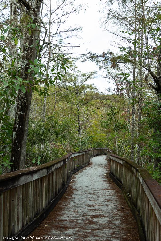 A boardwalk among trees