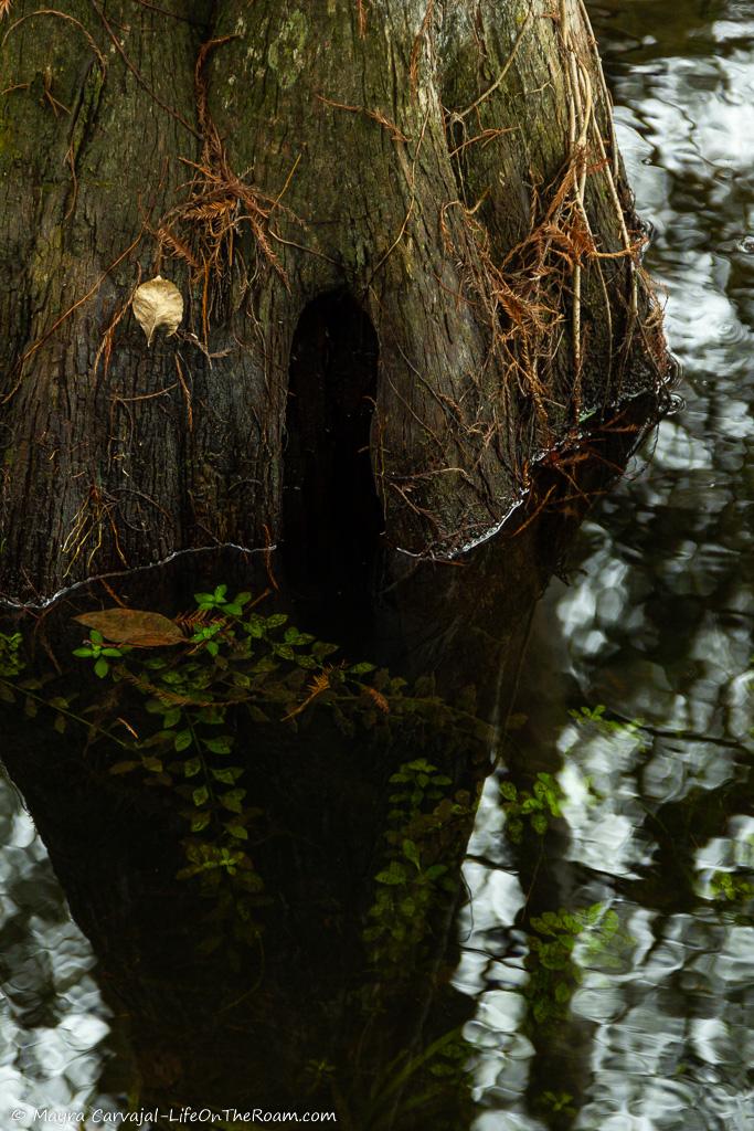 The lower part of a tree trunk submerged in water