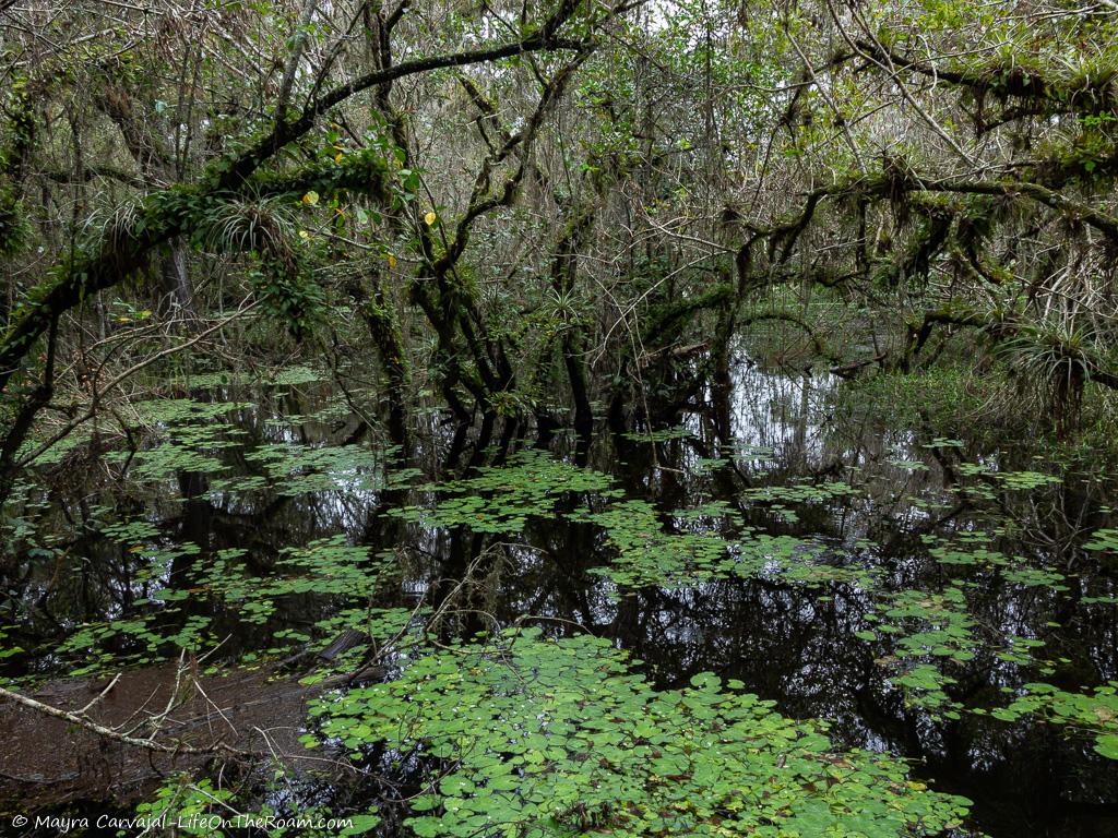 A swamp environment with trees covered in vines