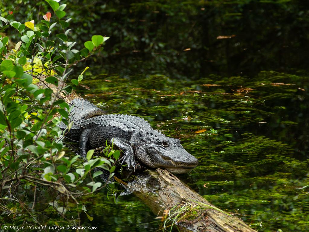 An alligator sunbathing on a log in a gator hole