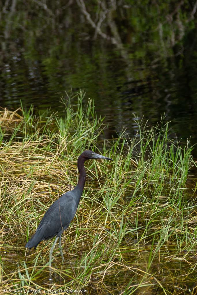 A blue-ish gray heron