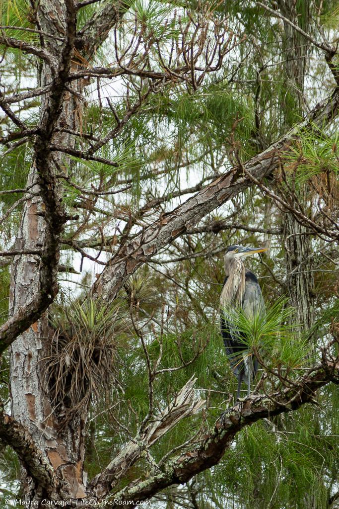 A big wading bird perched on a pine tree