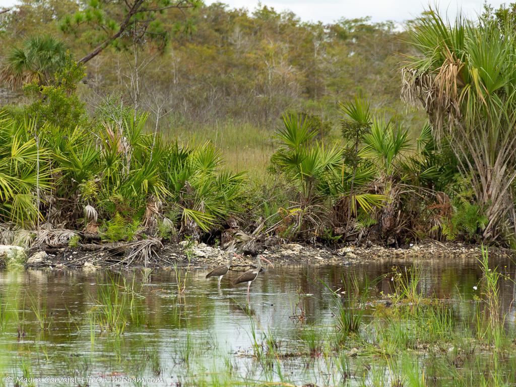 Wading birds foraging in a canal next to dense vegetation