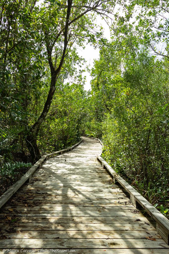 A boardwalk surrounded by trees and thick vegetation