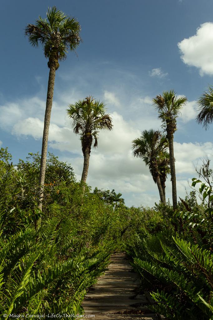 A boardwalk with the view of tall palms 