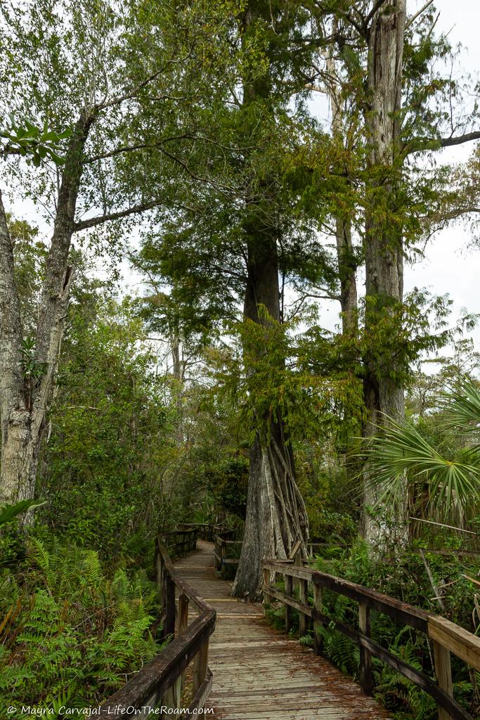 A boardwalk flanked by tall trees