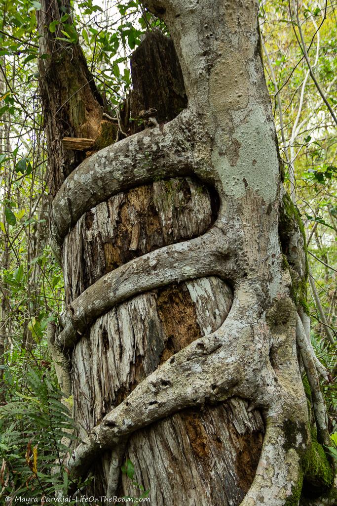 An aerial plant that grew strangling a tree