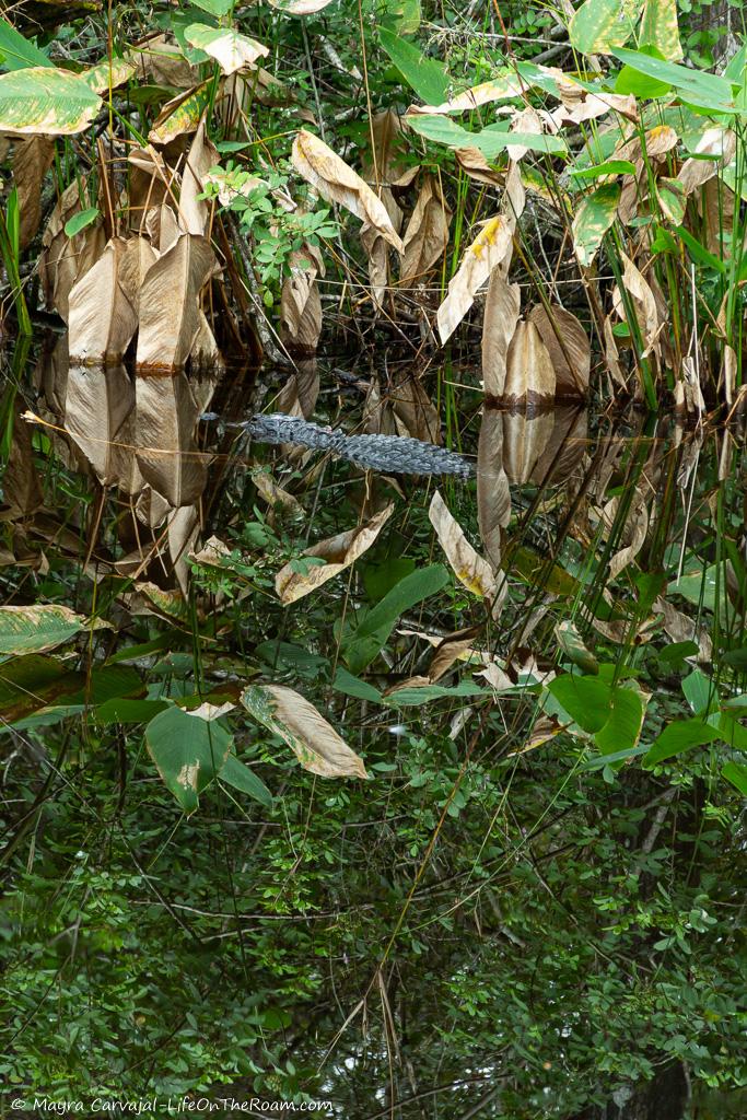 A swamp with low vegetation and an alligator