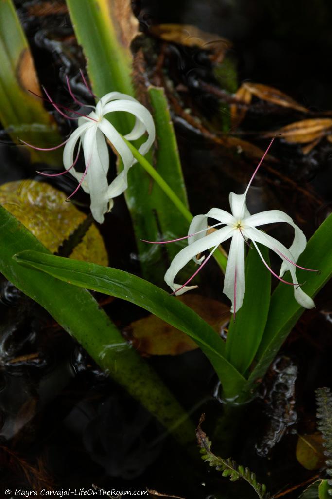 White flowers with long petals in a swamp environment