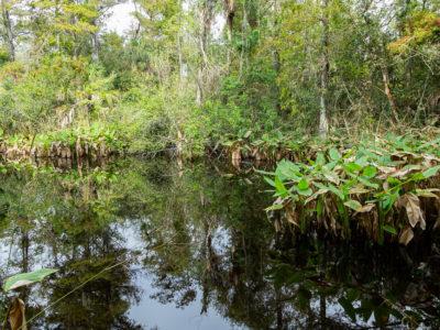 A swamp environment with lush vegetation