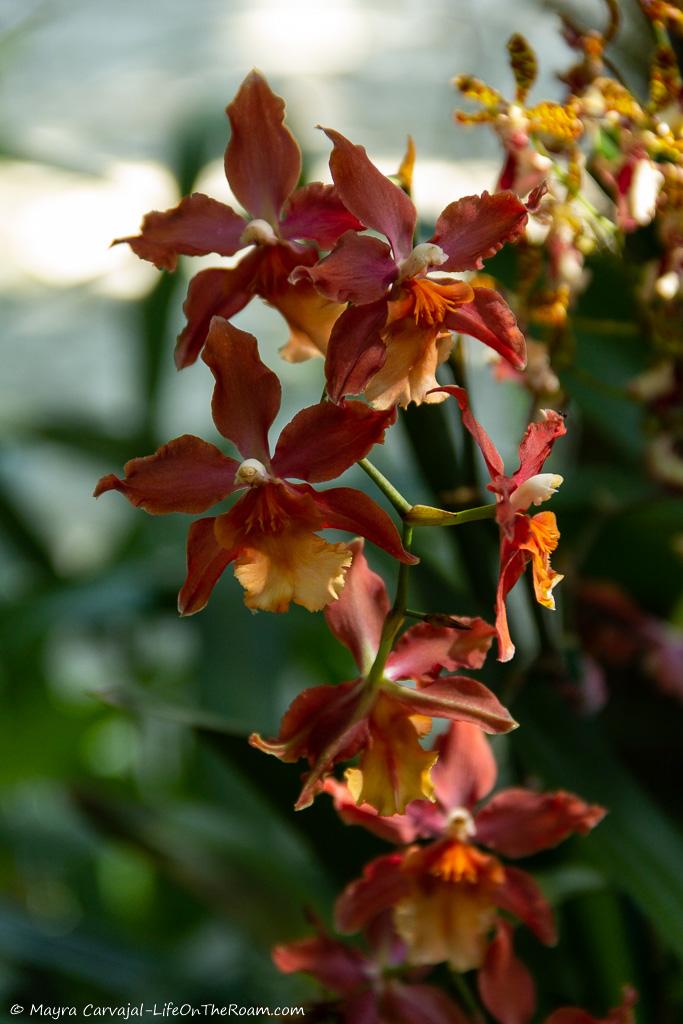 Orchids with burnt red and orange tones