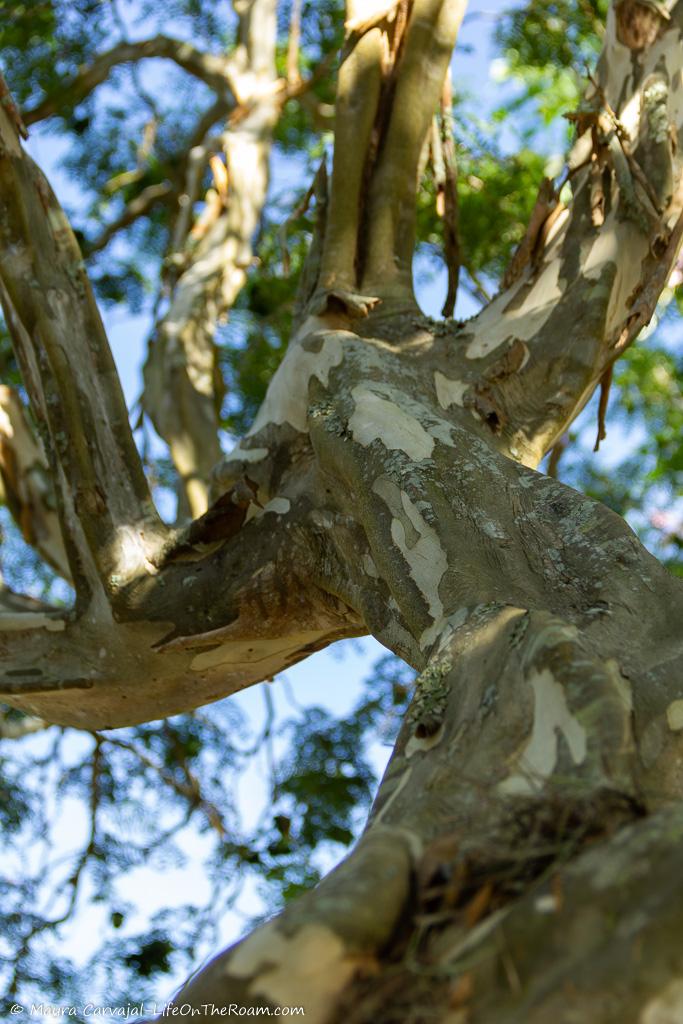 A multicolour tree with twisted branches and trunk